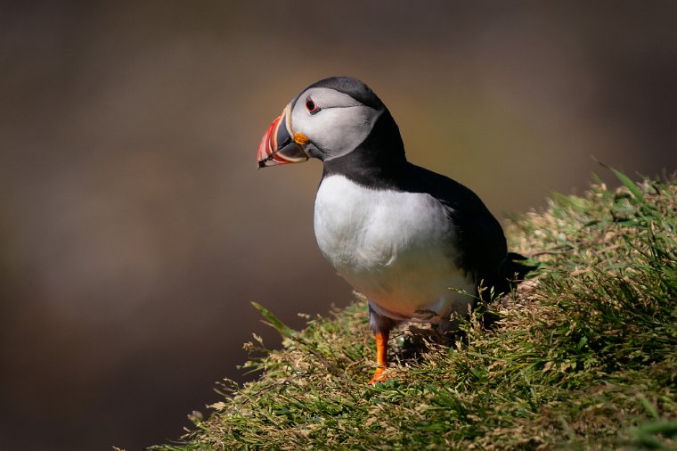 114 Treshnish eilanden, papegaaiduiker.jpg